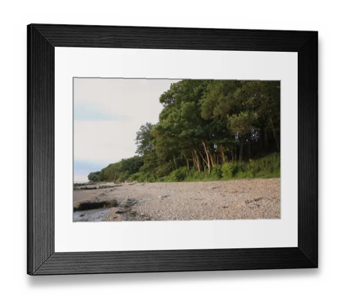 Framed Print : Sycamore (Acer pseudoplatanus) woodland habitat at edge of beach at dawn, Bembridge, Isle of Wight, England, june Framed Print : Sycamore (Acer pseudoplatanus) woodland habitat at edge of beach at dawn, Bembridge, Isle of Wight, England, june