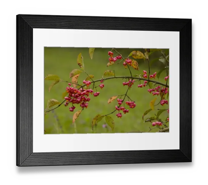 Framed Print : European Spindle (Euonymus europaeus) with fruit, Romania, september Framed Print : European Spindle (Euonymus europaeus) with fruit, Romania, september