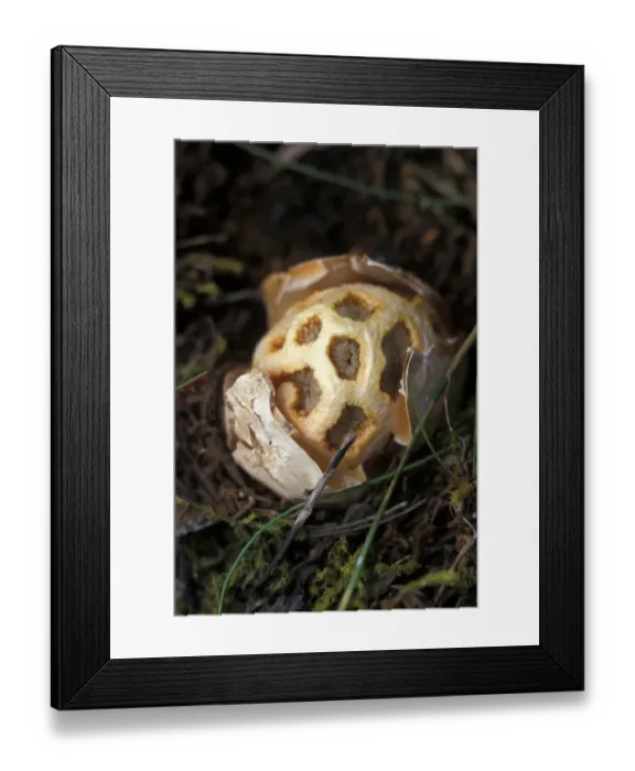 Framed Print : Fungi (Clathrus rubber) Early stage - Spain Framed Print : Fungi (Clathrus rubber) Early stage - Spain