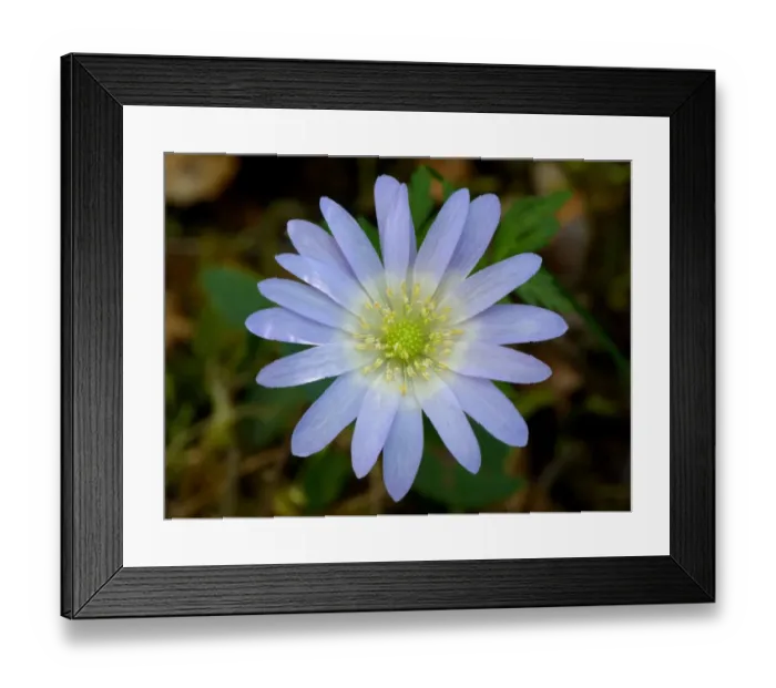 Framed Print : Greek Windflower (Anemone blanda) close-up of flower, growing in mediterranean macchia, Peloponesos, Southern Greece Framed Print : Greek Windflower (Anemone blanda) close-up of flower, growing in mediterranean macchia, Peloponesos, Southern Greece