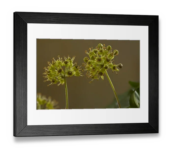 Framed Print : Common Ivy (Hedera helix) close-up of flowers, England, october Framed Print : Common Ivy (Hedera helix) close-up of flowers, England, october