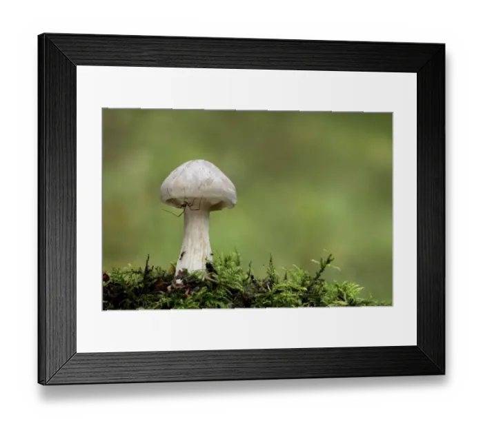 Framed Print : Clouded Agaric (Clitocybe nebularis) fruiting body, with Harvestman (Opiliones sp), Leicestershire, England, october Framed Print : Clouded Agaric (Clitocybe nebularis) fruiting body, with Harvestman (Opiliones sp), Leicestershire, England, october