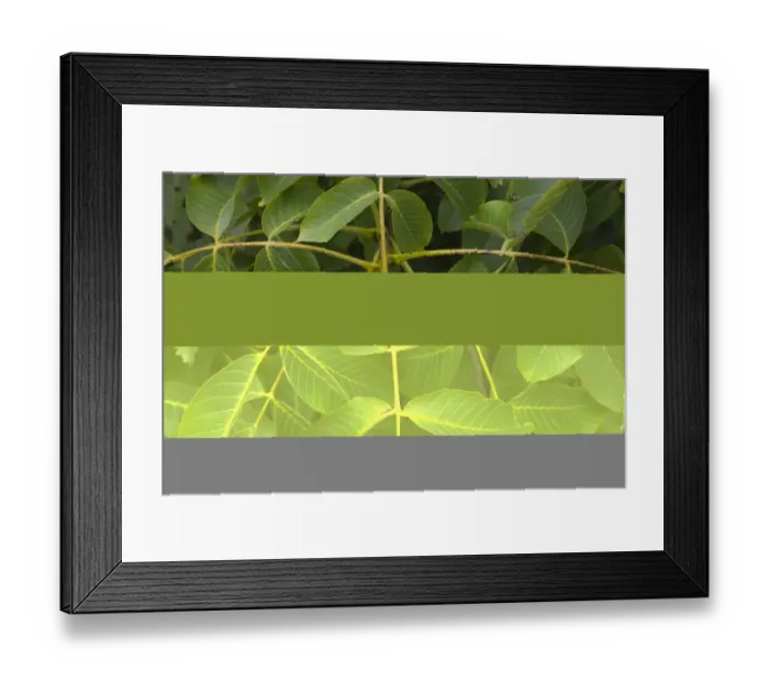 Framed Print : Common Walnut (Juglans regia) close-up of ripening fruit, Norfolk, England, july Framed Print : Common Walnut (Juglans regia) close-up of ripening fruit, Norfolk, England, july