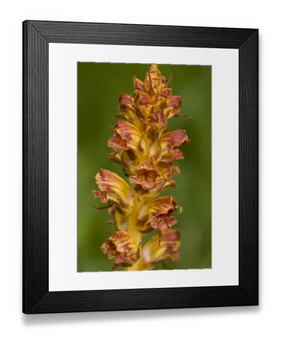 Framed Print : Slender Broomrape (Orobanche gracilis) close-up of flowers, parasitic on legumes, Slovenia, june Framed Print : Slender Broomrape (Orobanche gracilis) close-up of flowers, parasitic on legumes, Slovenia, june