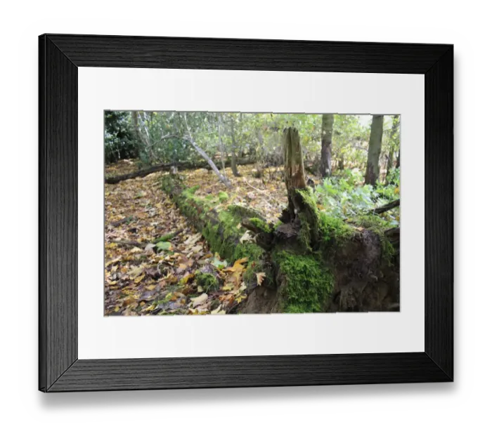 Framed Print : Moss growing on fallen tree trunk in woodland, Vicarage Plantation, Mendlesham, Suffolk, England, november Framed Print : Moss growing on fallen tree trunk in woodland, Vicarage Plantation, Mendlesham, Suffolk, England, november