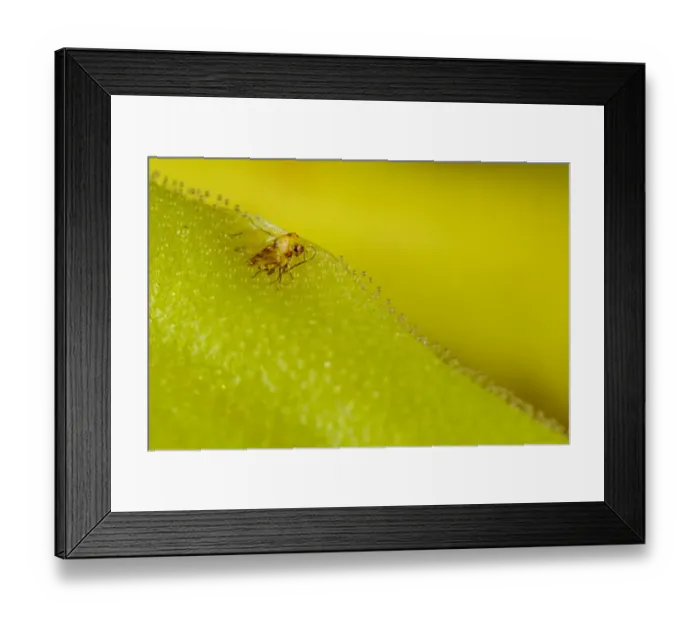Framed Print : Long-leaved Butterwort (Pinguicula longifolia) close-up of leaf, with trapped fly digested to supplement nutrients Framed Print : Long-leaved Butterwort (Pinguicula longifolia) close-up of leaf, with trapped fly digested to supplement nutrients