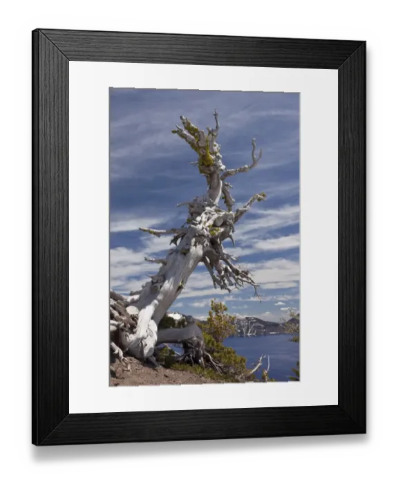 Framed Print : Whitebark Pine (Pinus albicaulis) ancient habit, growing on crater rim at 7000ft Framed Print : Whitebark Pine (Pinus albicaulis) ancient habit, growing on crater rim at 7000ft