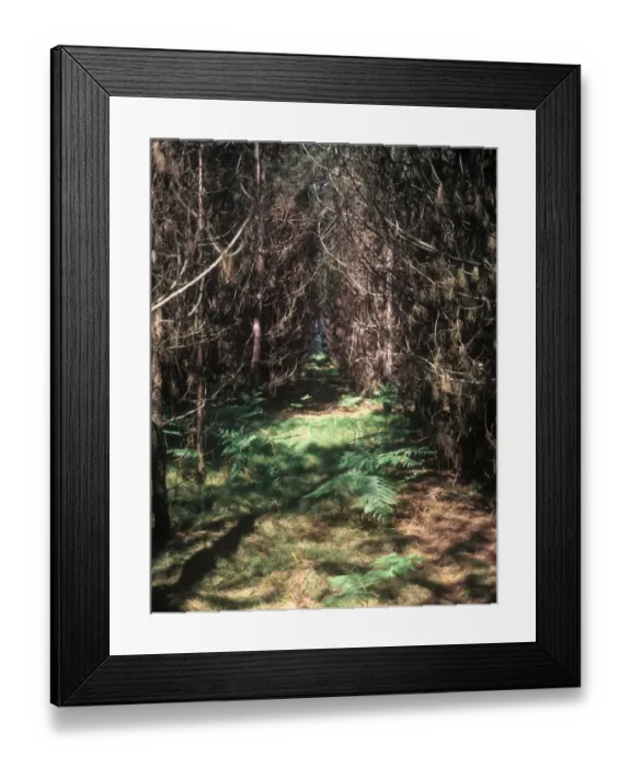 Framed Print : Britain Bracken growing between conifer trees, Thetford Forest, Norfolk Framed Print : Britain Bracken growing between conifer trees, Thetford Forest, Norfolk