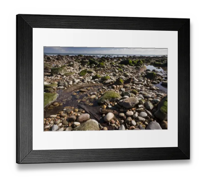 Framed Print : Well-preserved fossilized forest, c. 4000 years old, of Atlantic White Cedar (Chamaecyparis thyoides) on beach Framed Print : Well-preserved fossilized forest, c. 4000 years old, of Atlantic White Cedar (Chamaecyparis thyoides) on beach