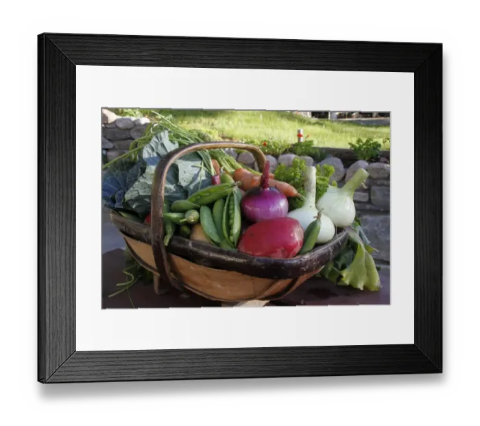 Framed Print : Homegrown organic vegetables, trug with harvested onions, peas, cabbage, carrots and parsley, Scotland, august Framed Print : Homegrown organic vegetables, trug with harvested onions, peas, cabbage, carrots and parsley, Scotland, august