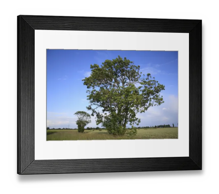 Framed Print : Common Ash (Fraxinus excelsior) habit, growing at edge of arable field, Bacton, Suffolk, England, june Framed Print : Common Ash (Fraxinus excelsior) habit, growing at edge of arable field, Bacton, Suffolk, England, june