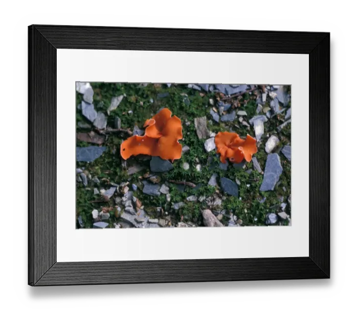 Framed Print : Orange-peel Fungus (Aleuria aurantia) Framed Print : Orange-peel Fungus (Aleuria aurantia)