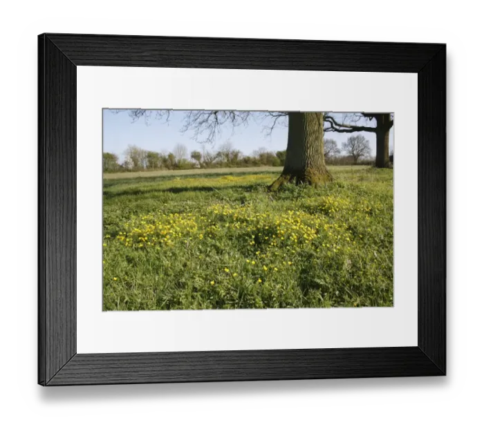 Framed Print : Goldilocks Buttercup (Ranunculus auricomus) flowering, growing in unimproved hay meadow habitat