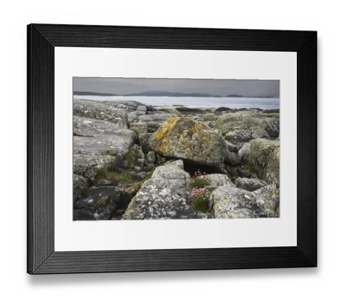 Framed Print : Rocks on beach with Thrift (Armeria maritima) flowering, with Barra Island in distance, South Uist, Outer Hebrides Framed Print : Rocks on beach with Thrift (Armeria maritima) flowering, with Barra Island in distance, South Uist, Outer Hebrides