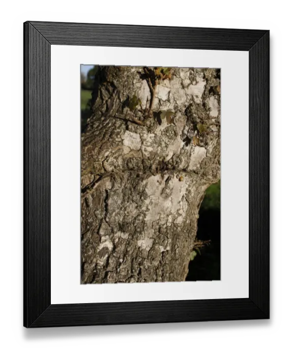 Framed Print : Field Maple (Acer campestre) close-up of bark, Thornham Magna, Suffolk, England, october