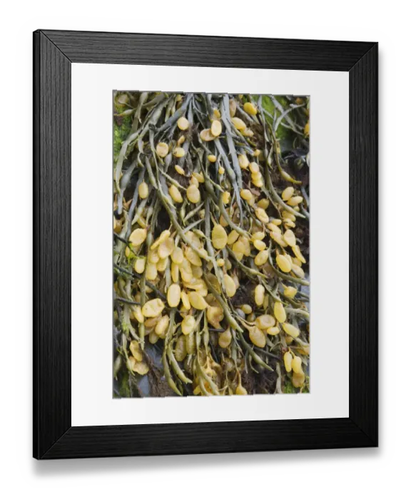 Framed Print : Knotted Wrack (Ascophyllum nodosum) fronds with receptacles, exposed on rocky shore at low tide, Brough Head, Mainland Framed Print : Knotted Wrack (Ascophyllum nodosum) fronds with receptacles, exposed on rocky shore at low tide, Brough Head, Mainland