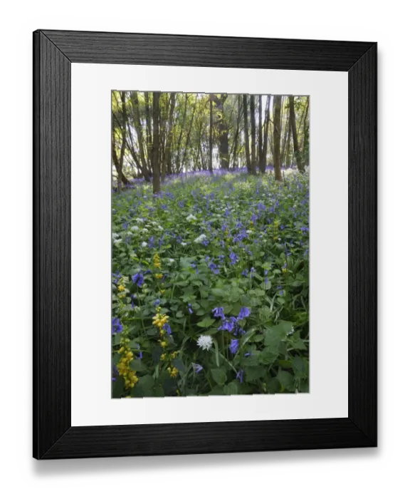Framed Print : Ramsons (Allium ursinum), Yellow Archangel (Lamiastrum galeobdolon) and Bluebell (Endymion non-scriptus) flowering Framed Print : Ramsons (Allium ursinum), Yellow Archangel (Lamiastrum galeobdolon) and Bluebell (Endymion non-scriptus) flowering