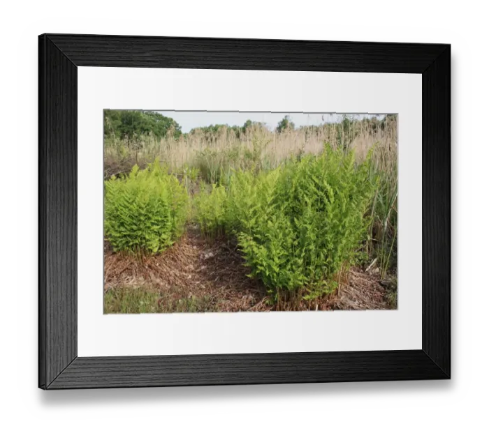 Framed Print : Narrow Buckler Fern (Dryopteris carthusiana) fronds, growing at edge of reedbed, Little Ouse Headwaters Project Framed Print : Narrow Buckler Fern (Dryopteris carthusiana) fronds, growing at edge of reedbed, Little Ouse Headwaters Project