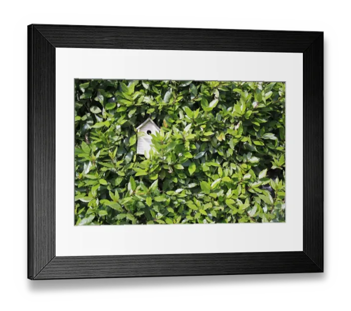 Framed Print : Sweet Bay (Laurus nobilis) leaves, with birdbox in garden, Bembridge, Isle of Wight, England, june Framed Print : Sweet Bay (Laurus nobilis) leaves, with birdbox in garden, Bembridge, Isle of Wight, England, june
