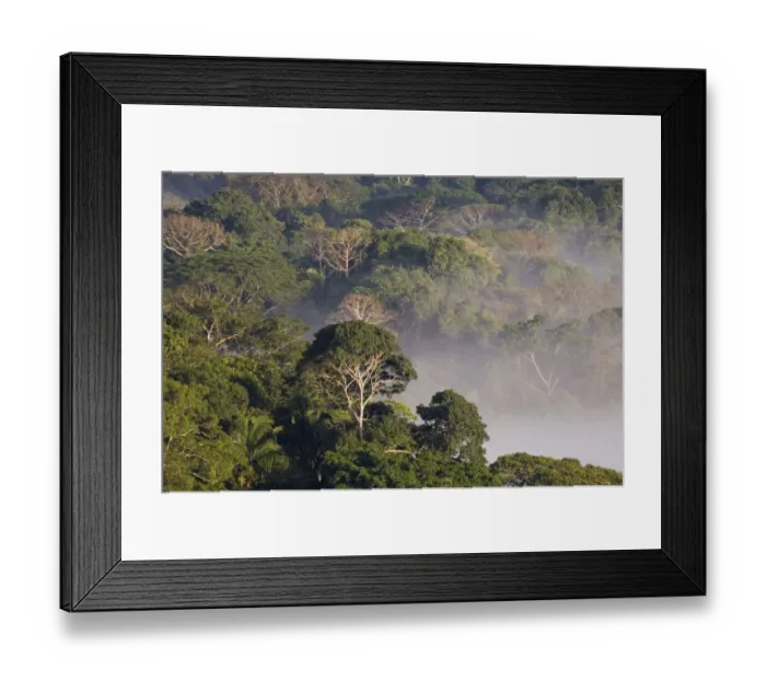Framed Print : View over mist shrouded lowland rainforest habitat, Soberania N. P. Panama Framed Print : View over mist shrouded lowland rainforest habitat, Soberania N. P. Panama