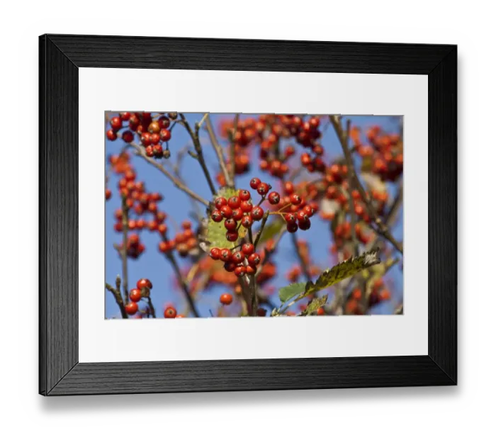 Framed Print : Common Whitebeam (Sorbus aria) close-up of berries, Dorset, England, september Framed Print : Common Whitebeam (Sorbus aria) close-up of berries, Dorset, England, september