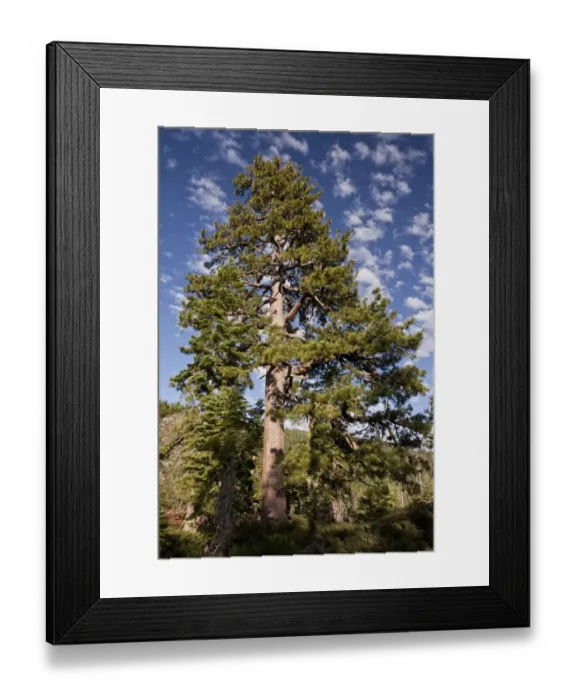 Framed Print : Jeffrey Pine (Pinus jeffreyi) old tree, habit, growing at high altitude, Sierra Nevada, Cailfornia, U. S. A. july Framed Print : Jeffrey Pine (Pinus jeffreyi) old tree, habit, growing at high altitude, Sierra Nevada, Cailfornia, U. S. A. july