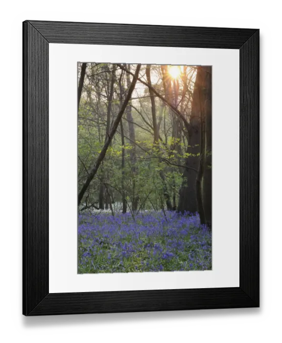 Framed Print : Bluebell (Endymion non-scriptus) flowering, with Ramsons (Allium ursinum) in background Framed Print : Bluebell (Endymion non-scriptus) flowering, with Ramsons (Allium ursinum) in background