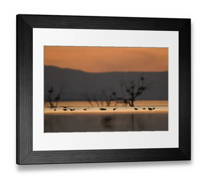 Framed Print : Migrant waders feeding in saline lagoon habitat, silhouetted at dusk, Salton Sea, California, U. S. A. april Framed Print : Migrant waders feeding in saline lagoon habitat, silhouetted at dusk, Salton Sea, California, U. S. A. april