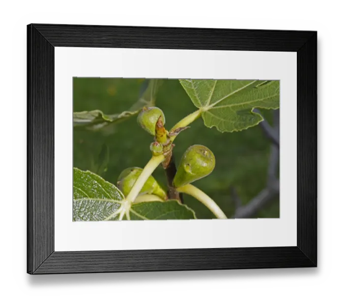 Framed Print : Common Fig (Ficus carica) close-up of developing fruit, on tree in garden, Suffolk, England, july Framed Print : Common Fig (Ficus carica) close-up of developing fruit, on tree in garden, Suffolk, England, july