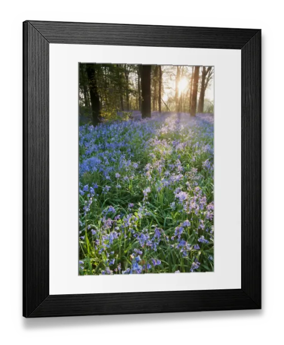 Framed Print : Bluebell (Endymion non-scriptus) flowering mass, in Common Beech (Fagus sylvatica) woodland habitat at sunrise, Kent Framed Print : Bluebell (Endymion non-scriptus) flowering mass, in Common Beech (Fagus sylvatica) woodland habitat at sunrise, Kent