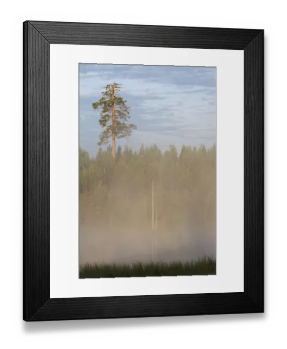 Framed Print : View of mist covered lake and coniferous forest habitat at dusk, Finland, july Framed Print : View of mist covered lake and coniferous forest habitat at dusk, Finland, july