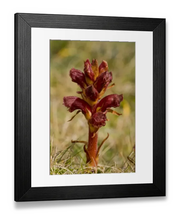 Framed Print : Thyme Broomrape (Orobanche alba) flowering, Kynance Cove, The Lizard, Cornwall, England, may Framed Print : Thyme Broomrape (Orobanche alba) flowering, Kynance Cove, The Lizard, Cornwall, England, may