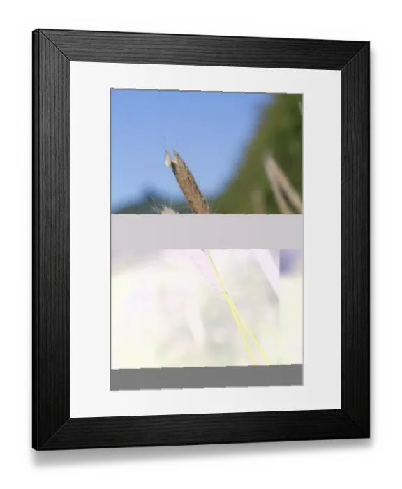 Framed Print : Meadow Foxtail (Alopecurus pratensis) close-up of seedheads, Powys, Wales, july Framed Print : Meadow Foxtail (Alopecurus pratensis) close-up of seedheads, Powys, Wales, july