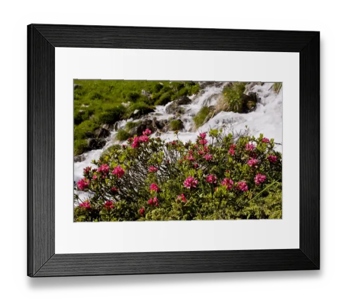 Framed Print : Alpenrose (Rhododendron ferrugineum) flowering, growing beside alpine stream, Engadin Valley, Swiss Alps, Switzerland Framed Print : Alpenrose (Rhododendron ferrugineum) flowering, growing beside alpine stream, Engadin Valley, Swiss Alps, Switzerland