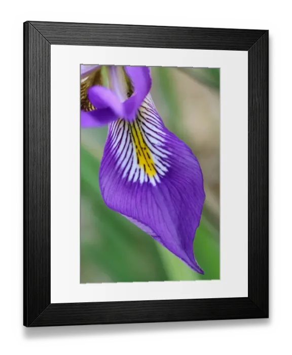 Framed Print : Algerian Iris (Iris unguicularis) close-up of flower petal, Peloponesos, Southern Greece, april Framed Print : Algerian Iris (Iris unguicularis) close-up of flower petal, Peloponesos, Southern Greece, april
