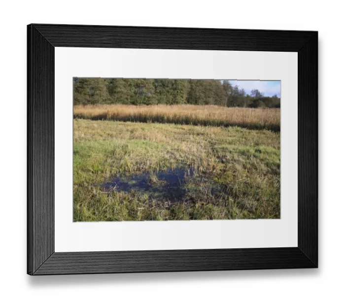 Framed Print : View of cut sedge and reedbed habitat, in valley fen reserve, Market Weston Fen, Market Weston, Suffolk, England Framed Print : View of cut sedge and reedbed habitat, in valley fen reserve, Market Weston Fen, Market Weston, Suffolk, England