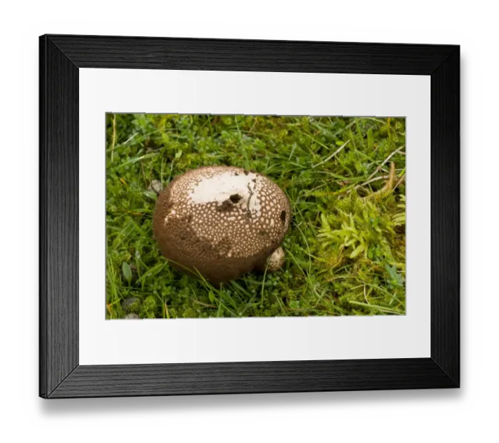Framed Print : Dusky Puffball (Lycoperdon nigrescens) fruiting body, growing in acid grassland, Quantock Hills, Somerset, England Framed Print : Dusky Puffball (Lycoperdon nigrescens) fruiting body, growing in acid grassland, Quantock Hills, Somerset, England