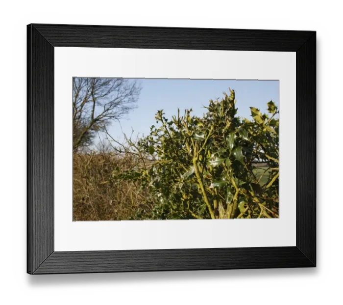 Framed Print : European Holly (Ilex aquifolium) leaves, growing in flailed hedgerow, Bacton, Suffolk, England, march Framed Print : European Holly (Ilex aquifolium) leaves, growing in flailed hedgerow, Bacton, Suffolk, England, march