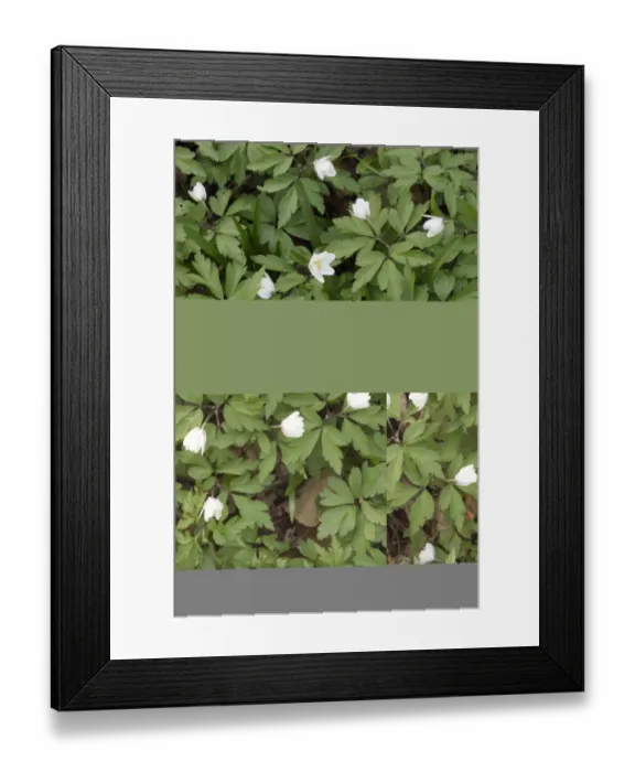 Framed Print : Wood Anemone (Anemone nemorosa) flowers partially open, growing on ancient woodland floor, West Yorkshire, England Framed Print : Wood Anemone (Anemone nemorosa) flowers partially open, growing on ancient woodland floor, West Yorkshire, England