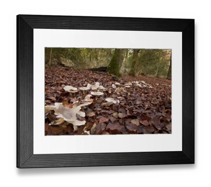 Framed Print : Clouded Agaric (Clitocybe nebularis) fruiting bodies, growing in fairy ring amongst leaf litter