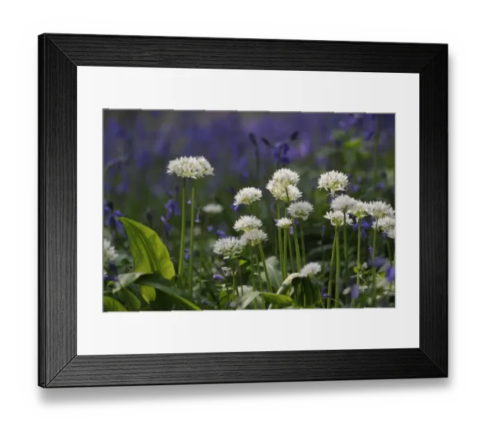 Framed Print : Ramsons (Allium ursinum) flowering, with Bluebells (Endymion non-scriptus) in background, in deciduous woodland Framed Print : Ramsons (Allium ursinum) flowering, with Bluebells (Endymion non-scriptus) in background, in deciduous woodland