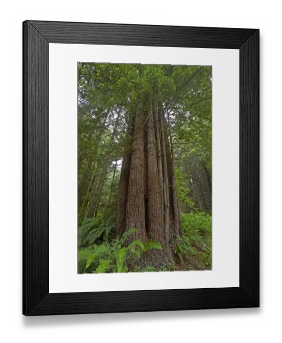 Framed Print : Coastal Redwood (Sequoia sempervirens) trunk, regrowth from old logged stump, Redwood N. P. California, U. S. A Framed Print : Coastal Redwood (Sequoia sempervirens) trunk, regrowth from old logged stump, Redwood N. P. California, U. S. A