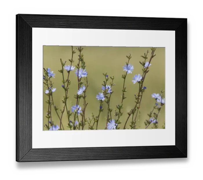 Framed Print : Wild Chicory (Cichorium intybus) close-up of flowers, Rainham Marshes RSPB Reserve, Thames Estuary, Essex, England Framed Print : Wild Chicory (Cichorium intybus) close-up of flowers, Rainham Marshes RSPB Reserve, Thames Estuary, Essex, England