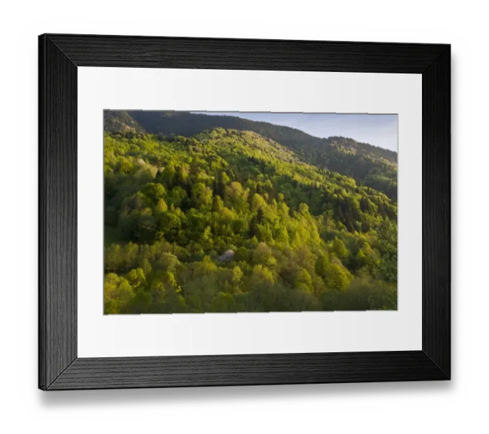 Framed Print : View of mixed woodland habitat, with Common Beech (Fagus sylvatica), Wild Cherry (Prunus avium) Framed Print : View of mixed woodland habitat, with Common Beech (Fagus sylvatica), Wild Cherry (Prunus avium)