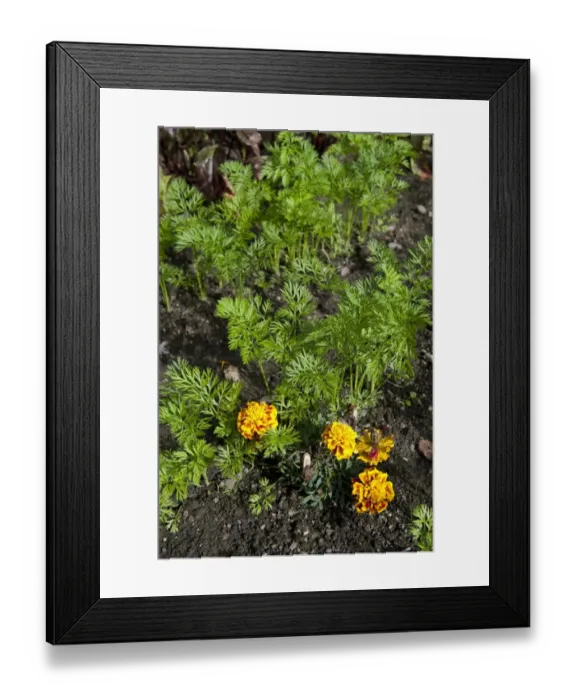 Framed Print : Carrot (Daucus carota sativus) seedlings, growing in garden vegetable plot