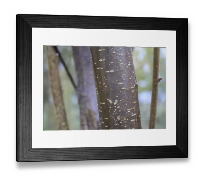 Framed Print : Common Hazel (Corylus avellana) close-up of bark, Grove Farm Reserve, Thurston, Suffolk, England, november Framed Print : Common Hazel (Corylus avellana) close-up of bark, Grove Farm Reserve, Thurston, Suffolk, England, november