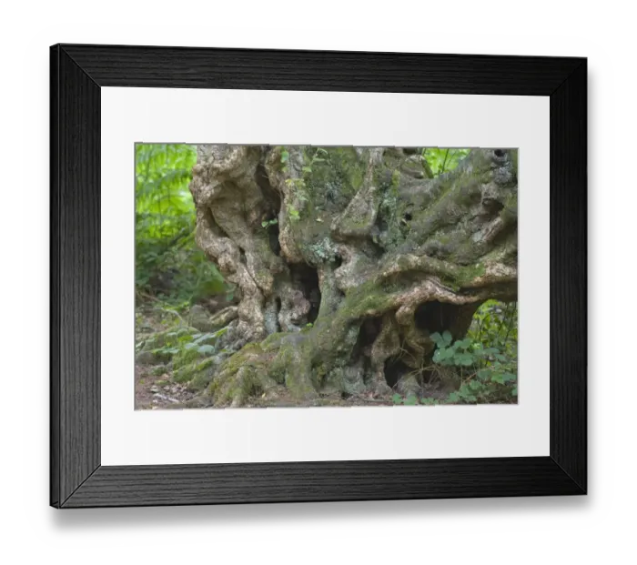 Framed Print : Silver Birch (Betula pendula) gnarled trunk of old tree, Norfolk, England, july Framed Print : Silver Birch (Betula pendula) gnarled trunk of old tree, Norfolk, England, july