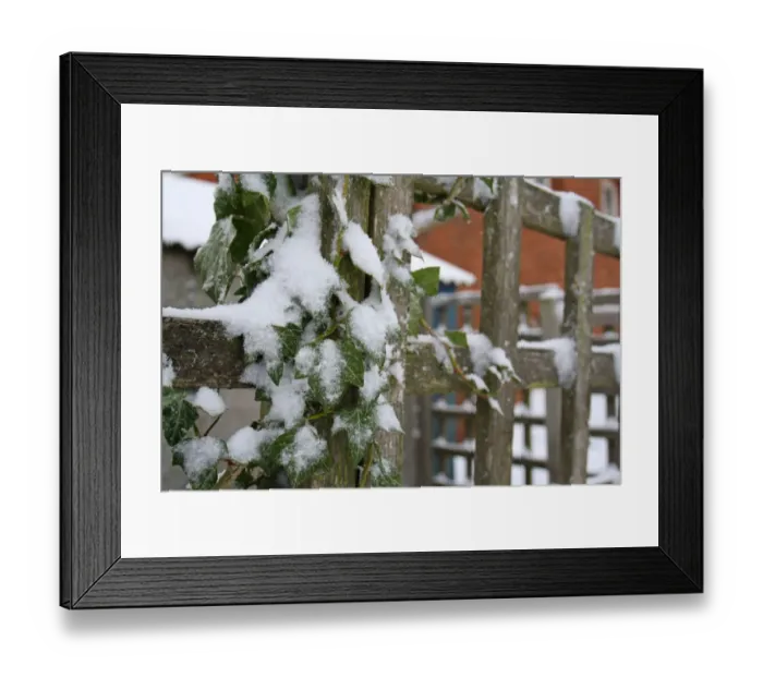 Framed Print : Ivy (Hedera helix) snow covered leaves, growing on garden trellis, Suffolk, England, december Framed Print : Ivy (Hedera helix) snow covered leaves, growing on garden trellis, Suffolk, England, december