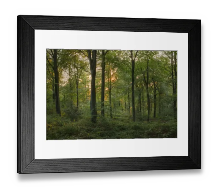 Framed Print : Common Beech (Fagus sylvatica) woodland habitat in evening light, Forest of Dean, Gloucestershire, England, september Framed Print : Common Beech (Fagus sylvatica) woodland habitat in evening light, Forest of Dean, Gloucestershire, England, september