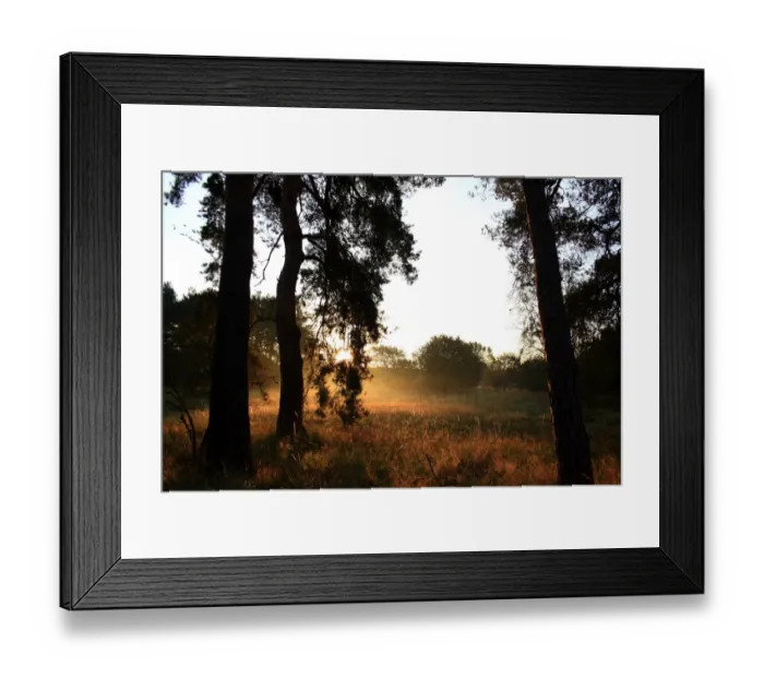 Framed Print : Scots Pine (Pinus sylvestris) trunks silhouetted at dawn, in breckland heathland habitat Framed Print : Scots Pine (Pinus sylvestris) trunks silhouetted at dawn, in breckland heathland habitat